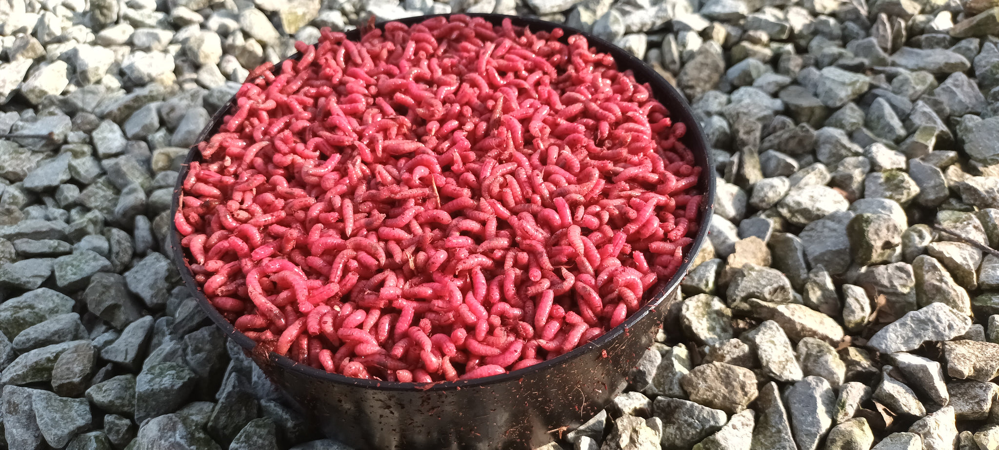 Live Maggots - SOUTHERN/NORTHERN IRELAND ONLY DELIVERY – Irish